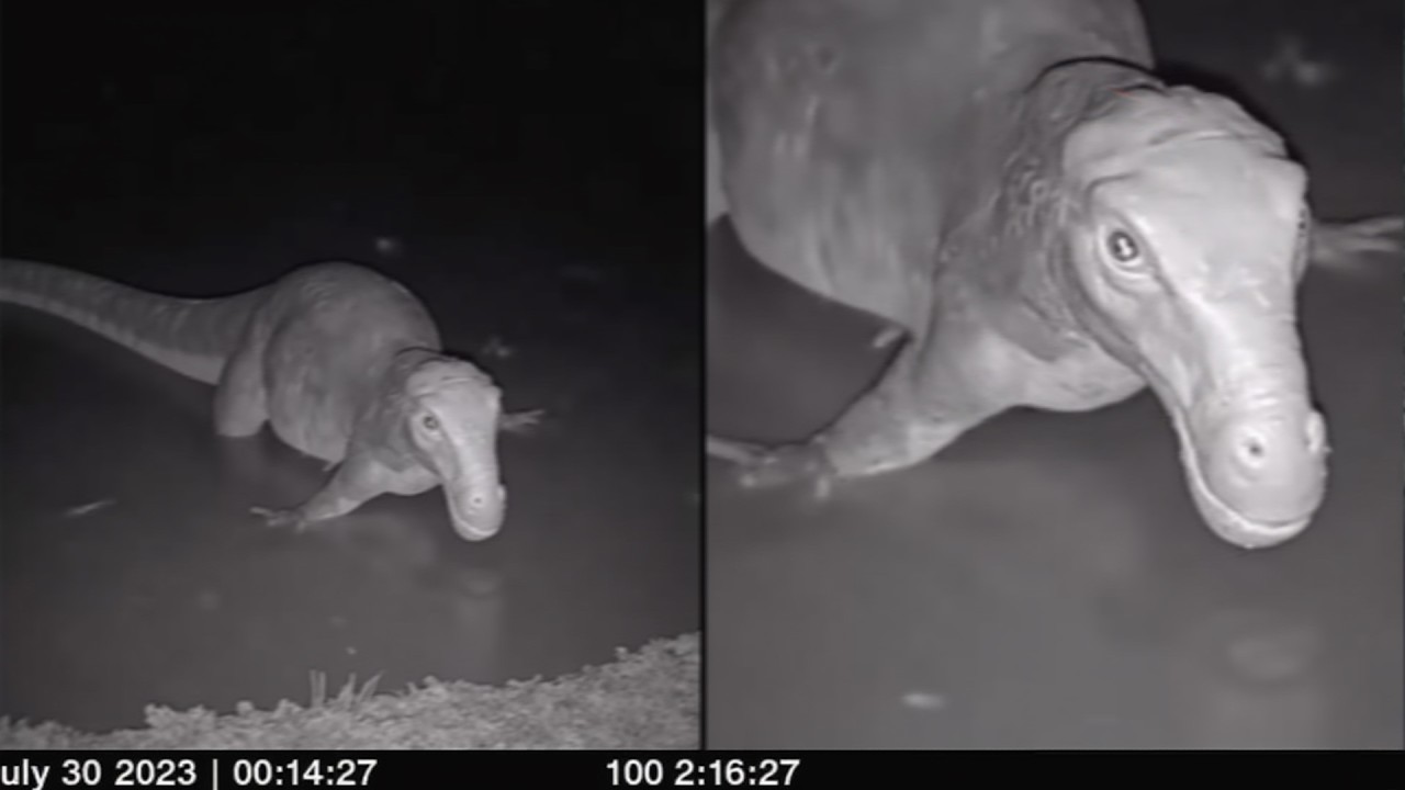 30 Animals Believed To Be Extinct Caught Alive On Camera (Part 2)