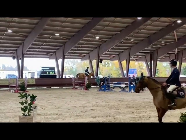 Ruin Selle Fran&ccedil;ais Te koop 2018 Vos ,  SANDRO BOY