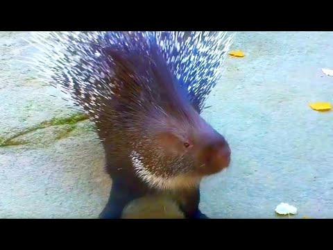 Angriffslustiges Stachelschwein stellt Stacheln auf  Porcupine set up the spines