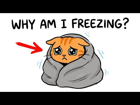 90% of Cat Owners Make These Feeding Mistakes (And Cats Pay for It)