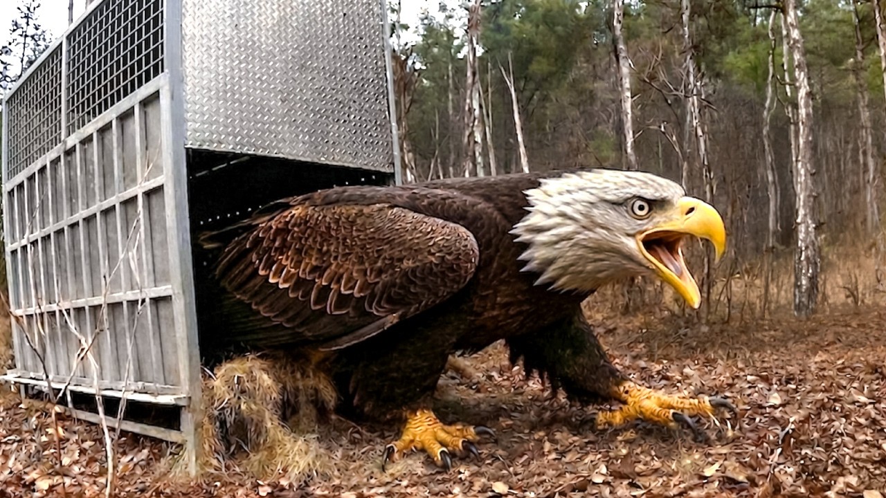 Diese Tiere werden zum ersten Mal freigelassen