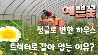 꽃으로 활짝핀 하우스 한동 트렉터로 초토화 시키는 이유?