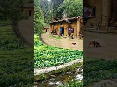 Baby dogs - cute and funny dog videos (Nature pets(prabhat) )