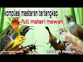 Masteran Kompilasi Mewah Untuk Semua Jenis Burung Murai Batu Cucak Ijo