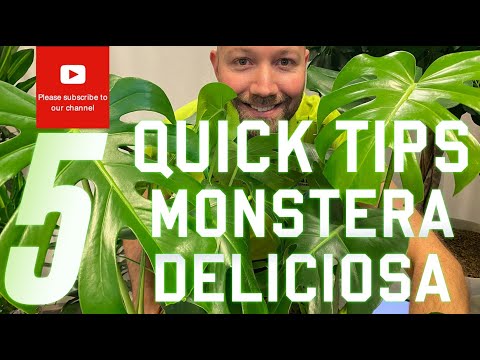 5 quick tips Monstera Deliciosa