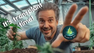 Transplanting - How, why, and when.