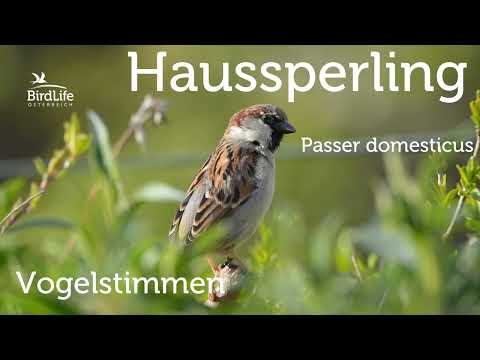 Vogelstimmen: So singt der Haussperling
