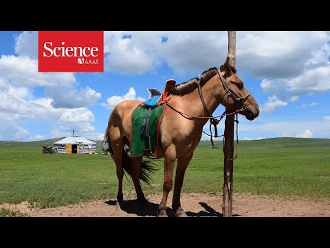 The Domestication of Animals