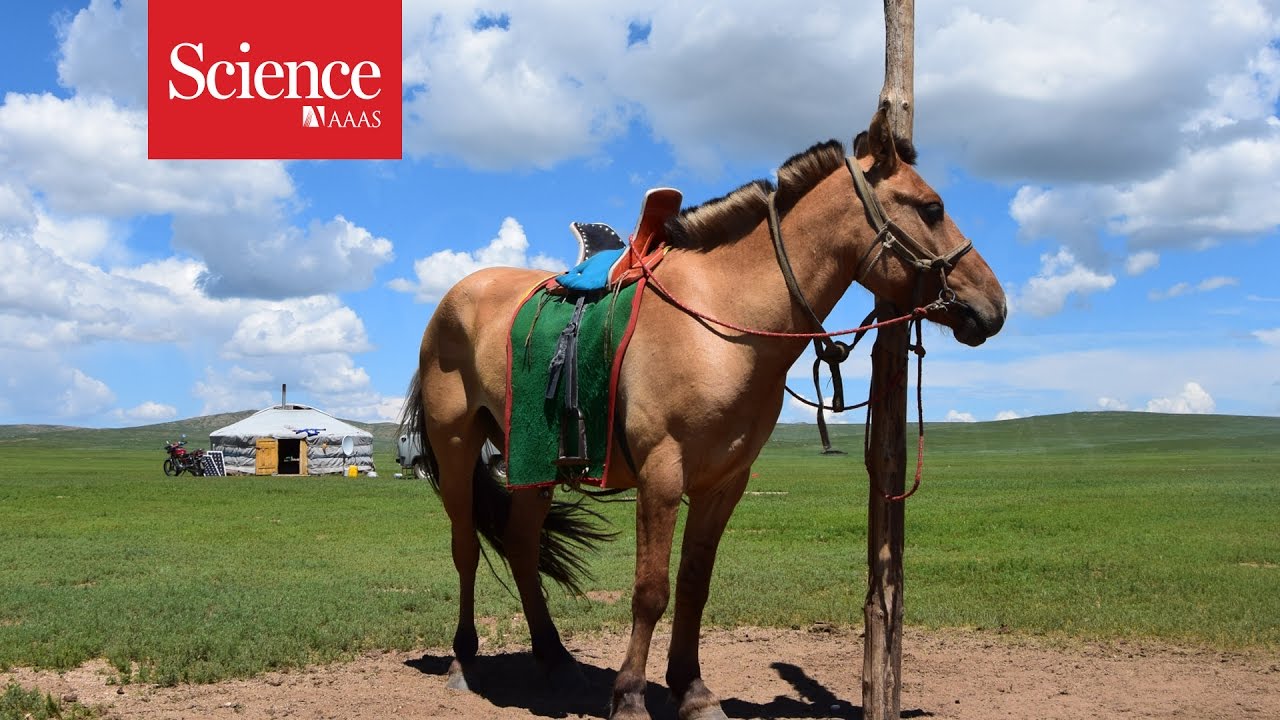 Sacrifice of ancient horses gives clues to their domestication