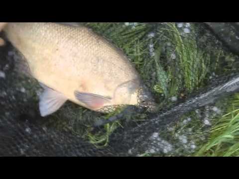 Heavy feeders on the river, by Tim Brenner