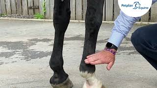 Thumbnail for Vet Advice - Nerve Blocking video