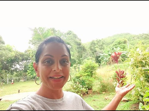 Chicken corn soup on a rainy day in Caura. Throwback to September. There's popcorn in there too!