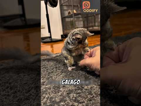 Ninja Mungil dari Afrika, Lompatan Galago yang Melawan Logika