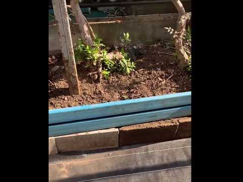 ガウラ デ リンドハイマーの花植物、完全なサンベッドのメンテナンスが簡単