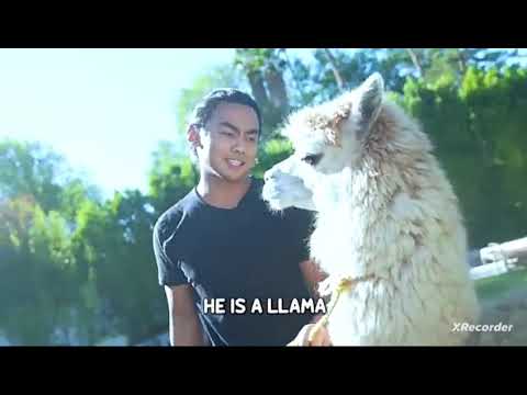 CHUBBY IS A LLAMA juava juice official song