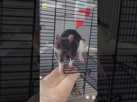 Szczur #szczur #rat #animals #pets #pet #funny