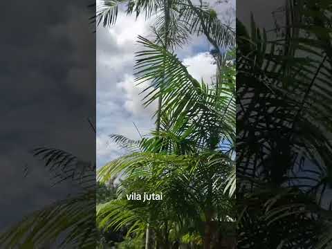 anajas para