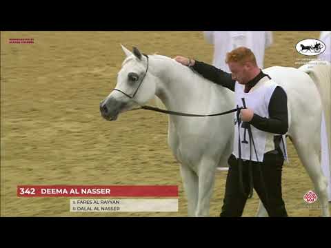 N 342 DEEMA AL NASSER   Qatar National Arabian Horse Championship 2021   Mares 7 10 Years Old Class