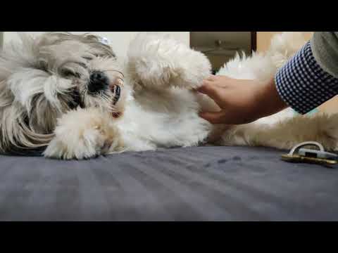 Leia Complains and Attack