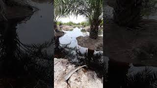 Download lagu Saat Banjir Tiba Buaya Muara Mulai Muncul Di Kebun Sawit Dan Kebun Sawit Tidak Bisa Di Panen‼️ mp3
