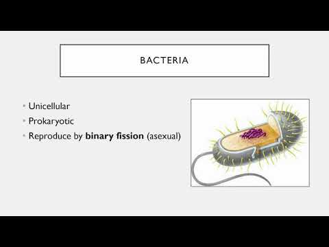BIO 205 Chapter 1 An Invisible World