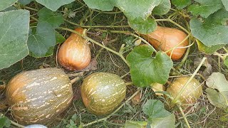 আমার শখের বাগানে অধিকপরিমাণে মিষ্টি কুমড়ার ফলন। আলহামদুলিল্লাহ মাশাআল্লাহ।❤️😍