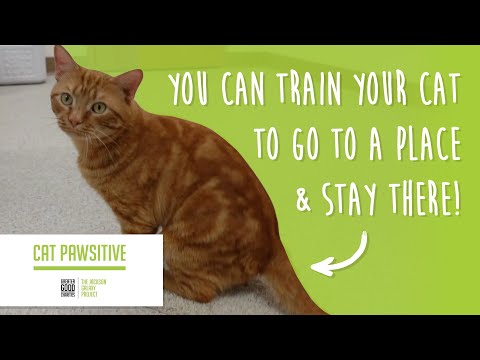 Cat Pawsitive: Home Edition | Train Your Cat to Go to Place & Stay!