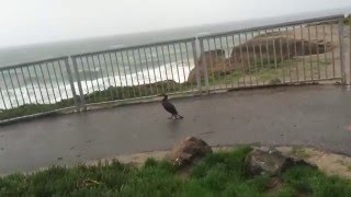 Oh, the dreadful wind and rain