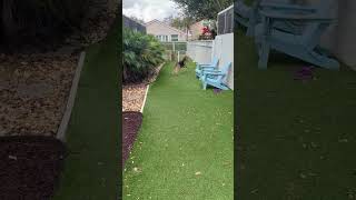 Video preview image #1 German Shepherd Dog Puppy For Sale in Lighthouse Point, FL, USA