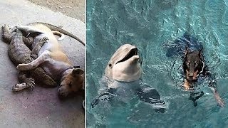 Unusual Animal Friendships You Won't Believe