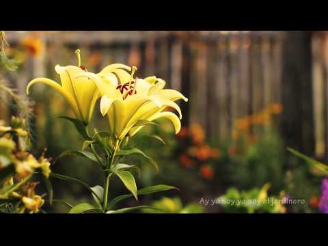 EL JARDINERO - LEONEL OSPINA Y SU CONJUNTO (CON LETRA)