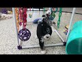 Mini Sheepadoodle dogs for sale: Stella - Video 1