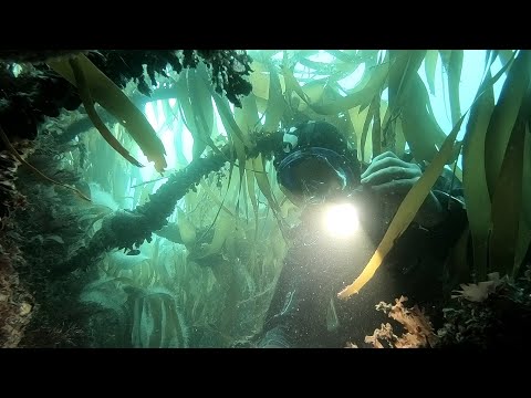 Scuba Diving Equipment Review: Nova Torches from Scubapro