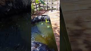 Fixing the brown or Tea colored water in your pond