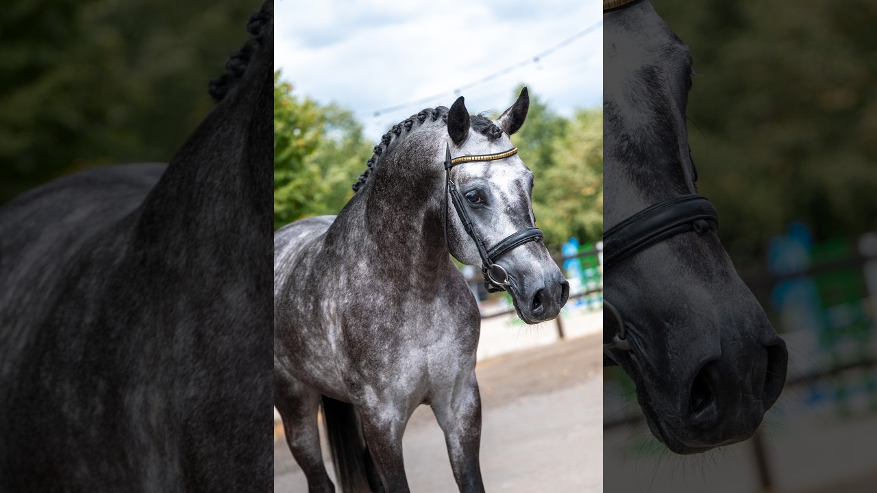Black Devil (LION HEART Z x ESCAMILLO) video 2