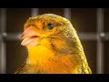 Canary Singing # 1Master Training Video