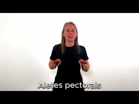 Aletes pectorals - LSC