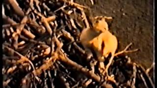 فيلم وثائقي قديم عن قرية جسر الزرقاء (سنوات ال 70)