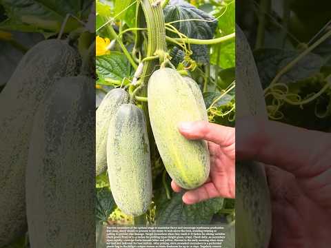 Harvesting cucumbers at the right time can increase yields #harvest #gardeningtips