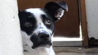 Blind dog has learned to find the ball...even in water