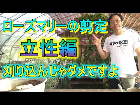 ローズマリーが白くなるのはなぜですか?この葉についている白い粉は何ですか？そして、どうすればそれを取り除くことができますか？  庭園