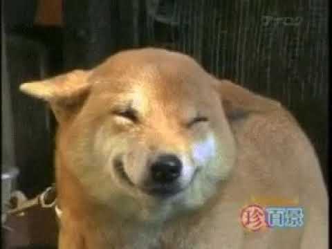 Perro sonriendo