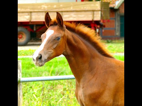 SOLD *04/2020, Stutfohlen von Benicio x Bon Coeur x Fürst Heinrich