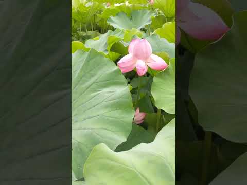 庭の池の端に咲くアネモナ・ジャポニカの植物の花