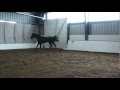 SLF Springer 4 Yr Old