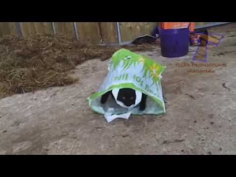 Cats are so funny you will die laughing   Funny cat  FUNNY WITH YASIR