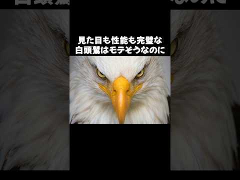 分布 H. leucocepalus.png