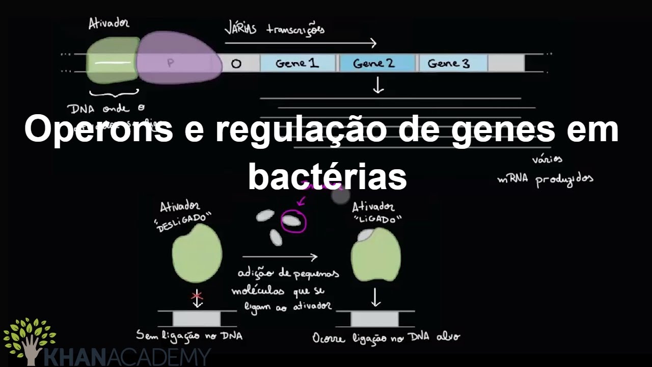 Operons e regulação de genes em bactérias | Regulação gênica | Biologia | Khan Academy