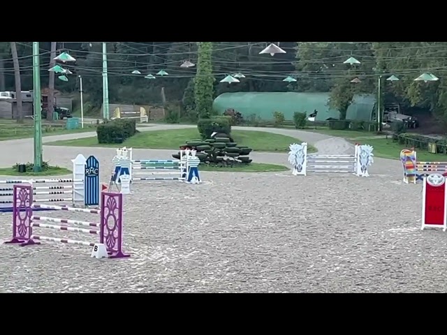 Hongre holsteiner de 8 ans - CSO