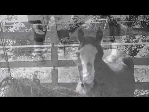 Gehofft , gekämpft und doch verloren | Goodbye Fiene